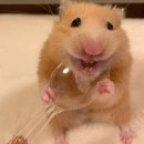 청솔돌오리구이 이미지