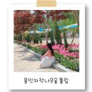 나무숲헤어 | 튤립이 반기는 용인자작나무숲 산책 후기