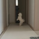 줄친구 점프점프 | 점핑! 점핑! 점프 즐기는 강아지의 외과 건강검진🦴