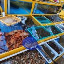 거진활어회센터 이미지