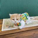 고양이미용&호텔 냥집사 이미지