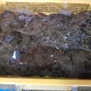 하나횟집 이미지