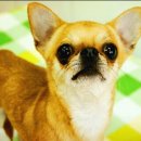 우리애견 이미지