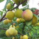 인제나르샤파크 캠핑장 이미지