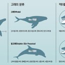 아가미 이미지