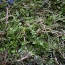 송강시장 이미지