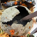 프롬.지은 | 포천 맛집 '프롬이태리' 블루베리피자 후기｜이색 파스타, 이색 피자 찾는다면