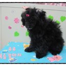 복슬 강아지미용실 이미지