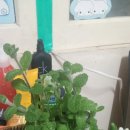 향기꽃방 이미지