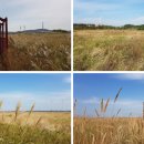 대부바다향기 테마파크 이미지