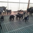 푸른흑염소농장 이미지