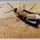 반딧불이민박 이미지