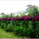 2022-6월26일(일) 전북 장성 황룡강변수변공원 엘로우 꽃잔치 초여름꽃축제 이미지