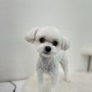 멍블리 펫살롱 이미지