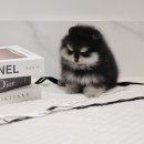 루루강아지 이미지