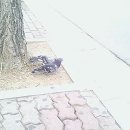 금자오락실 이미지