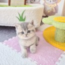 마마펫살롱 (동물판매업) | 마포고양이분양 홍대에서 만난 아메리칸숏헤어와 브리티쉬숏헤어