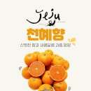 고맙수다감귤