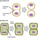 cell cycle - mitosis 교과서 이미지