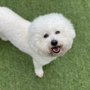 즐거운 애견 이미지