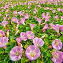 마당이 동해 이미지