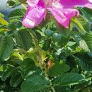 주막집생고기 이미지