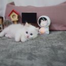 대구고양이분양 나비캣 이미지