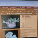 Pachypodium eburneum white flow(에버넘백화) 이미지