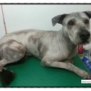 이쁘개(이동애견미용) 이미지