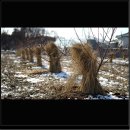 차평농장 이미지