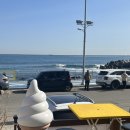 똥강아지 | 해운대 해변열차 코스 애견 카페 후기 스위티 똥강아지