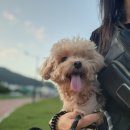 홈즈펫타운 이미지