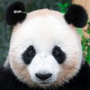 카우