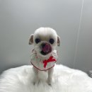 네오펫 이미지