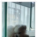 마마스미독 강아지분양 대전점 이미지