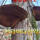 산과바다산약초