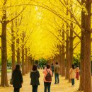 (주)더원 춘천명동지점 | 남이섬 입장권 할인 남이섬 셔틀버스 단풍 시즌 필독 주의사항