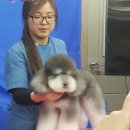 오도꾸 애견샵 이미지