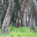 소나무숲 이미지