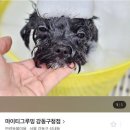 마이티 그루밍 이미지