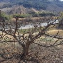 자두나무농장 이미지