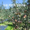 과수원 - 용인시 기흥구 강남서로58번길 3-2 | 과수원