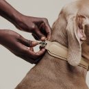 럭셔리 펫 이미지