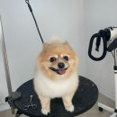 개린이살롱 이미지