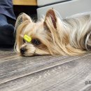 데일리 207 이미지