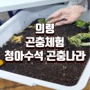 청아수석곤충나라 | [경남 의령] 청아 수석 곤충나라. 식용 곤충 가족체험하기