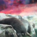 4. 펭귄, 수달, 해달🦦 이미지