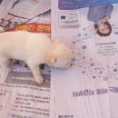 모란시장 이미지