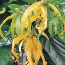 일랑일랑 이미지