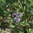 숨비기낭 이미지